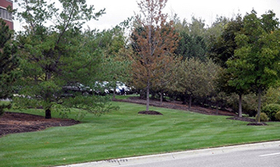 Commercial landscaping